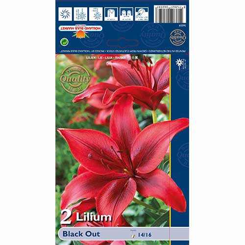 Lilia Black Out interface.image 1 interface.art 67387