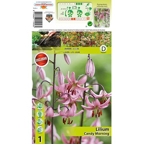 Lilia Candy Morning interface.image 1 interface.art 77821