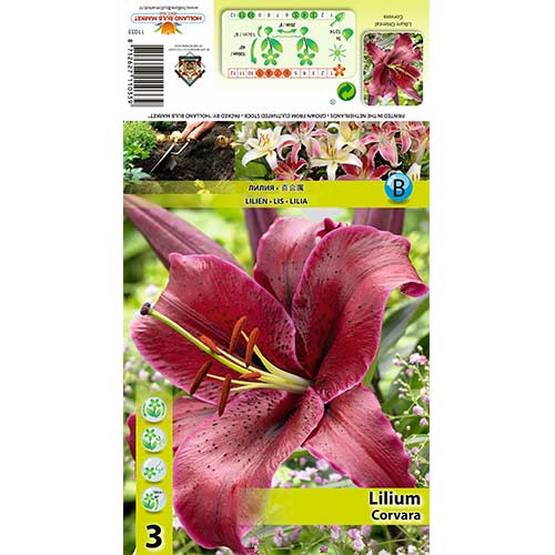 Lilia orientalna Corvara interface.image 1 interface.art 70427