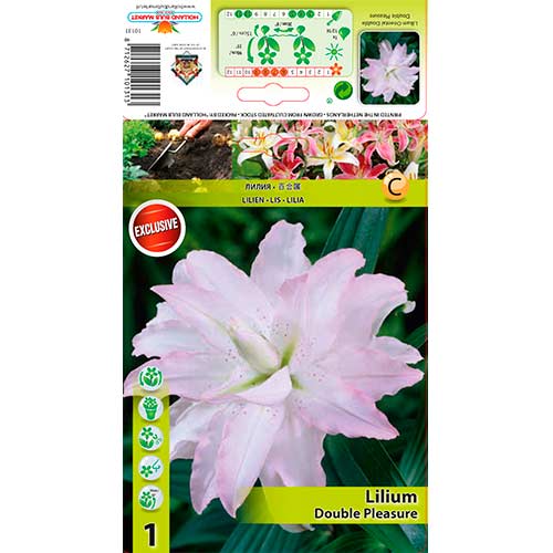 Lilia azjatycka Double Pleasure interface.image 1 interface.art 76306