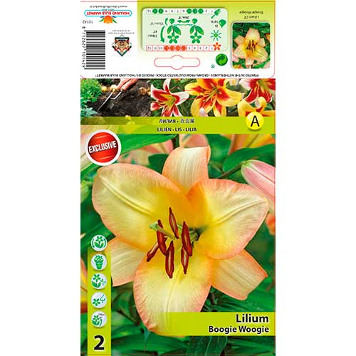 Lilia Boogie Woogie interface.image 1 interface.art 70423