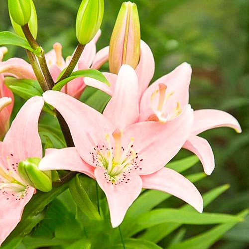 Lilia Elodie interface.art zdjęcie 1 Lilia Elodie interface.image 1 interface.art 67633