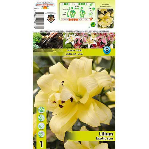 Lilia Exotic Sun interface.image 1 interface.art 70429