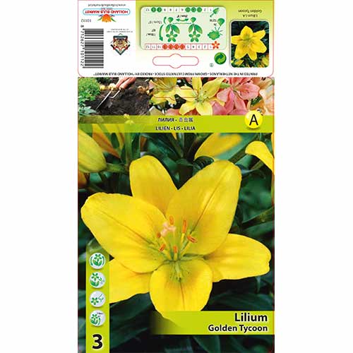 Lilia azjatycka Golden Tycoon interface.image 1 interface.art 70468