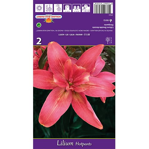 Lilia Hotpants interface.image 1 interface.art 77837