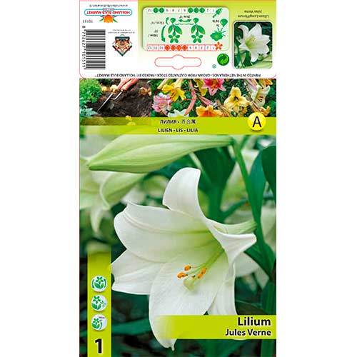 Lilia Jules Verne interface.image 1 interface.art 70432