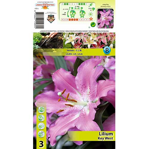 Lilia Key West interface.image 1 interface.art 67625