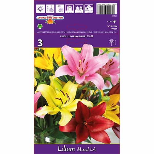 Lilia L.A., mix kolorów interface.art zdjęcie 1 Lilia L.A., mix kolorów interface.image 1 interface.art 70212