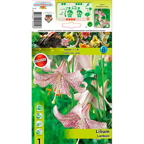 Lilia Lankon interface.image 1 interface.art 76312