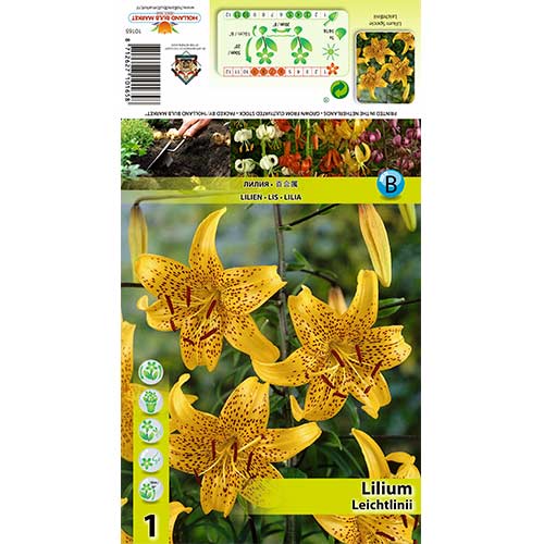 Lilia Leichtlinii interface.image 1 interface.art 70434