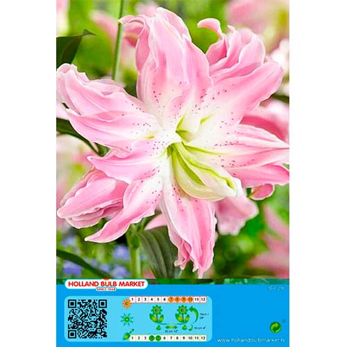 Lilia orientalna Lotus Elegance interface.image 1 interface.art 76663