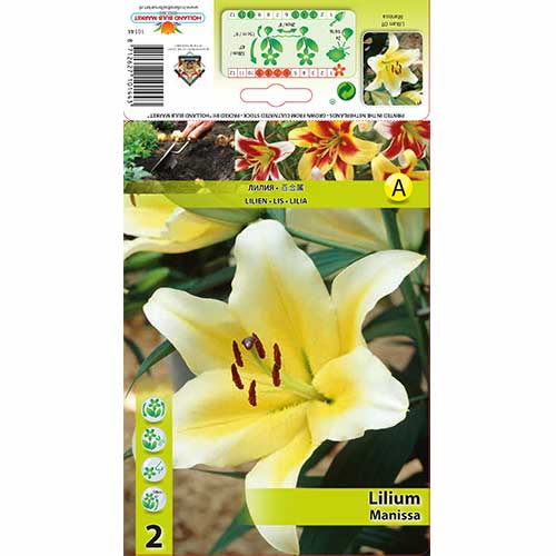 Lilia Manissa interface.image 1 interface.art 70276