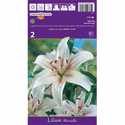 Lilia Marseille interface.image 1 interface.art 70210