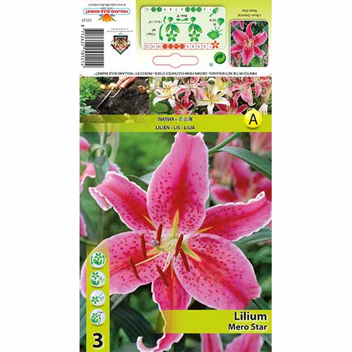 Lilia Mero Star interface.image 1 interface.art 76315