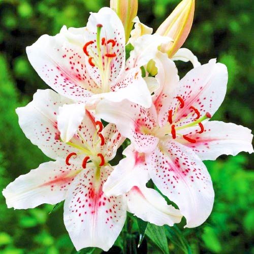 Lilia Muscadet interface.image 1 interface.art 67629