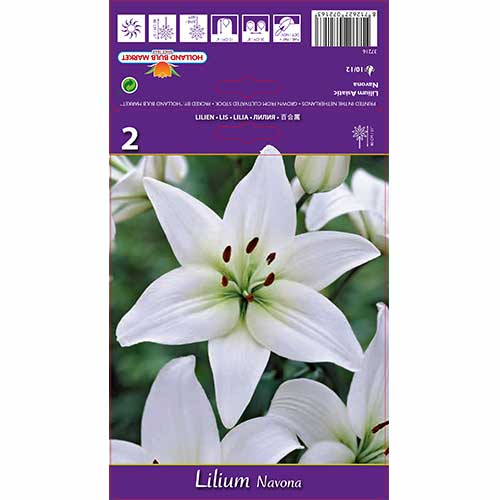 Lilia Navona interface.image 1 interface.art 70211