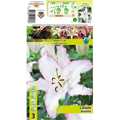 Lilia orientalna Brasilia interface.art zdjęcie 1 Lilia orientalna Brasilia interface.image 1 interface.art 70424