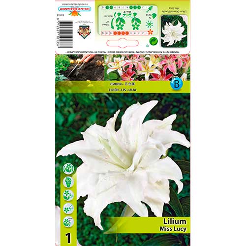 Lilia orientalna Miss Lucy interface.image 1 interface.art 76316