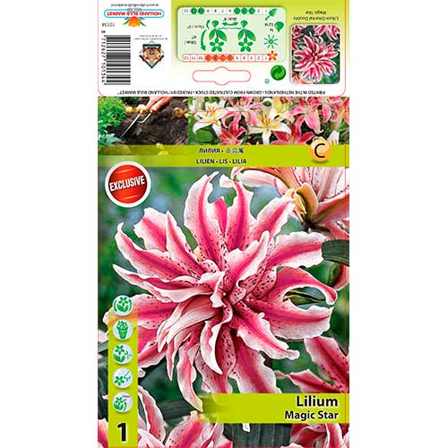Lilia orientalna pełna Magic Star interface.image 1 interface.art 76314