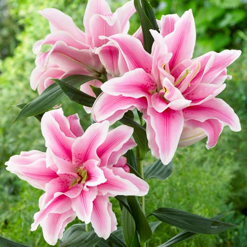 Lilia orientalna pełna Soft Music interface.image 1 interface.art 68316