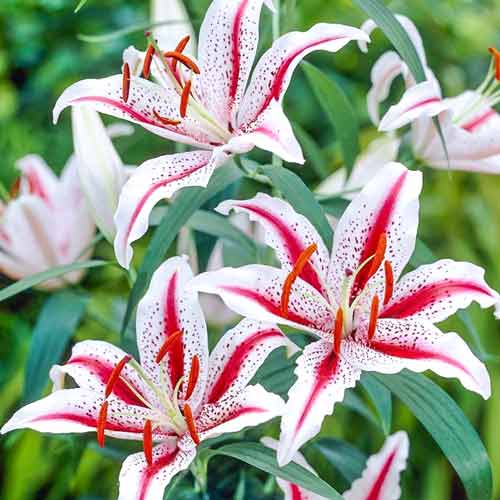 Lilia orientalna Tigerwoods interface.image 1 interface.art 68317