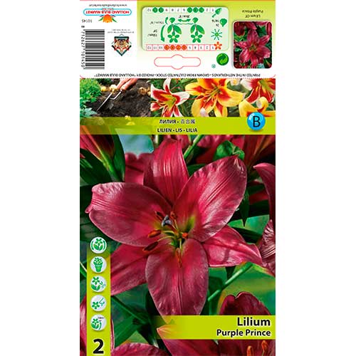 Lilia drzewiasta Purple Prince interface.art zdjęcie 1 Lilia drzewiasta Purple Prince interface.image 1 interface.art 76319