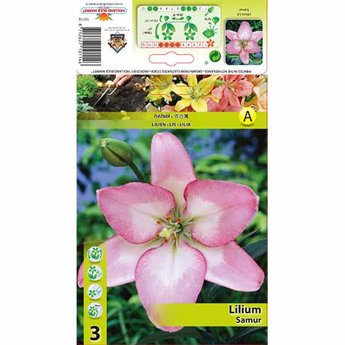 Lilia Samur interface.image 1 interface.art 70274