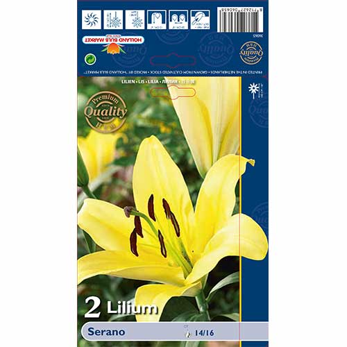 Lilia Serano interface.image 1 interface.art 70233