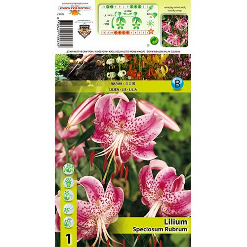 Lilia Speciosum Rubrum interface.image 1 interface.art 68319