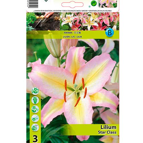 Lilia orientalna Star Class interface.art zdjęcie 1 Lilia orientalna Star Class interface.image 1 interface.art 76478