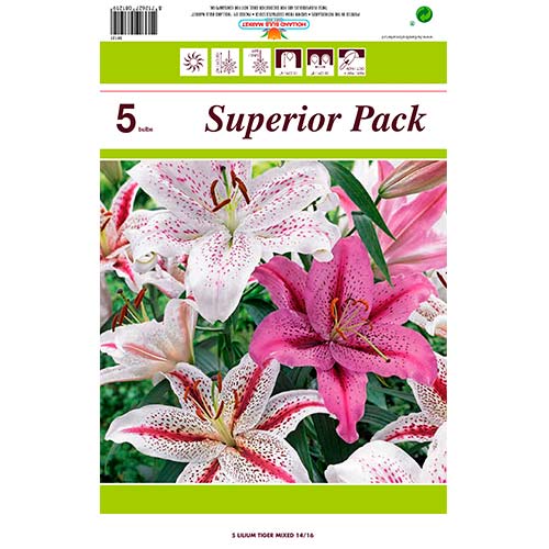 Lilia Tiger, mix kolorów interface.image 1 interface.art 76480