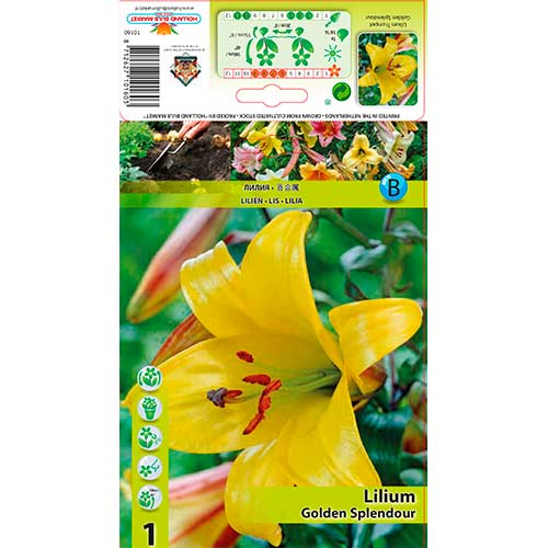 Lilia trąbkowa Golden Splendour interface.image 1 interface.art 76309