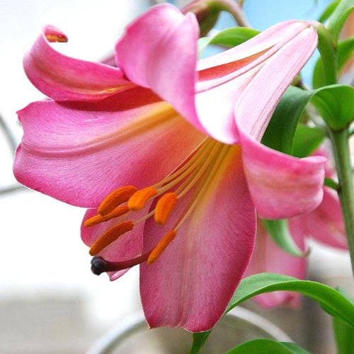 Lilia trabkowa Pink Perfection interface.image 1 interface.art 67254