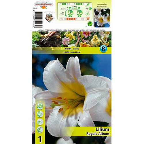 Lilia trąbkowa Regale Album interface.image 1 interface.art 70436