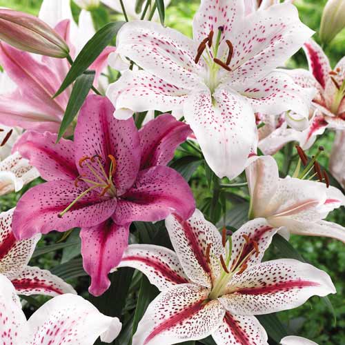 Lilia tygrysia, mix kolorów interface.image 1 interface.art 68357