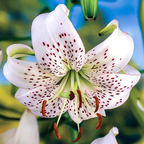 Lilia tygrysia White Tiger interface.image 1 interface.art 68318