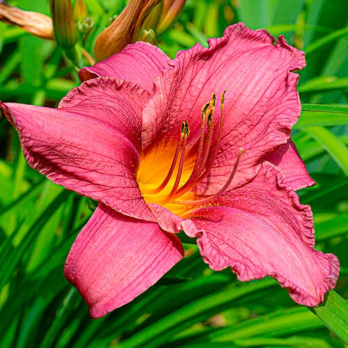 Liliowiec (Hemerocallis) Dark Pink interface.image 1 interface.art 2049