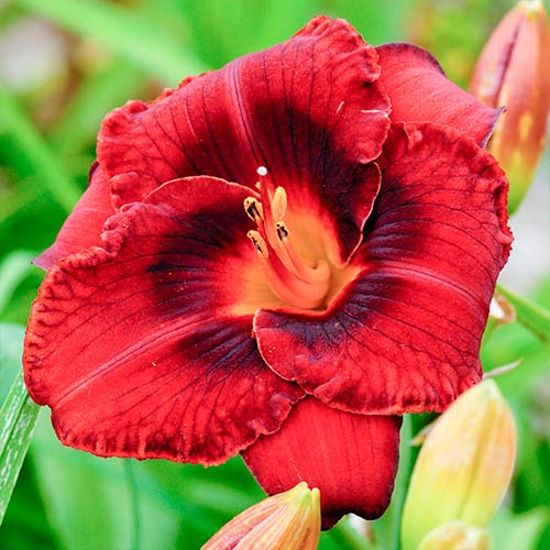 Liliowiec (Hemerocallis) Dark red interface.image 1 interface.art 2047