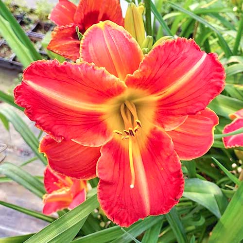 Liliowiec (Hemerocallis) Orange interface.image 1 interface.art 2051