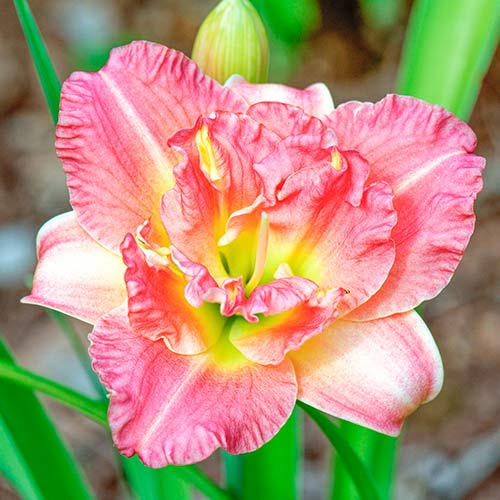 Liliowiec (Hemerocallis) Pink interface.image 1 interface.art 2048