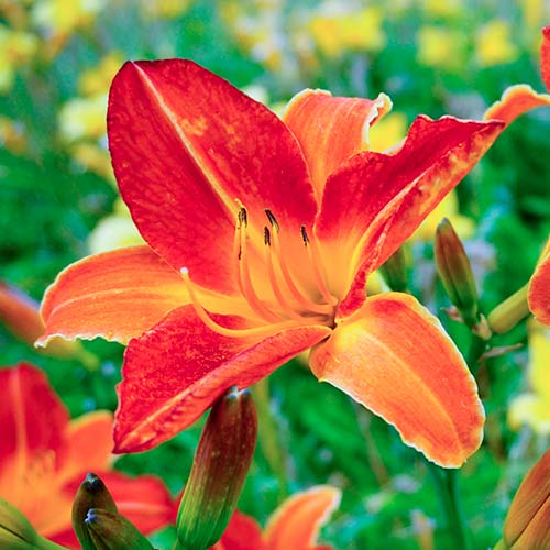 Liliowiec (Hemerocallis) Red interface.image 1 interface.art 2046
