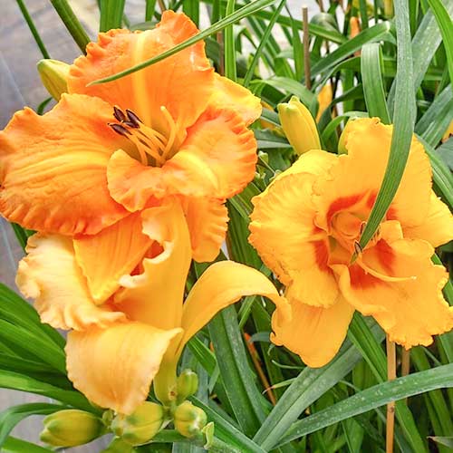 Liliowiec (Hemerocallis) Yellow interface.image 1 interface.art 2050
