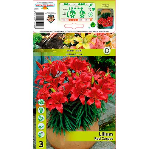 Lilia azjatycka Red Carpet interface.image 1 interface.art 76320