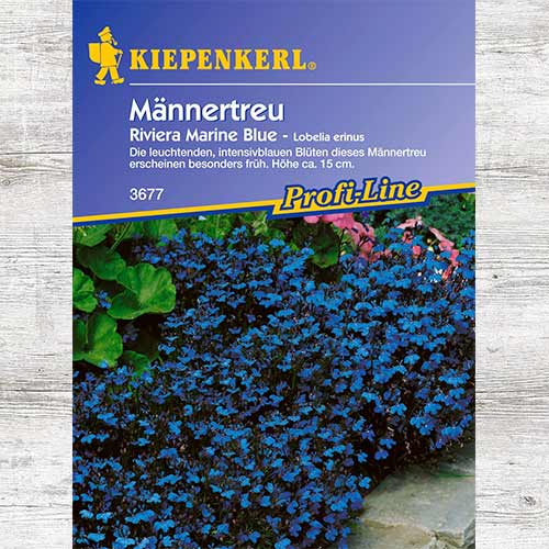 Lobelia przylądkowa Riviera Marine Blue interface.image 1 interface.art 86295