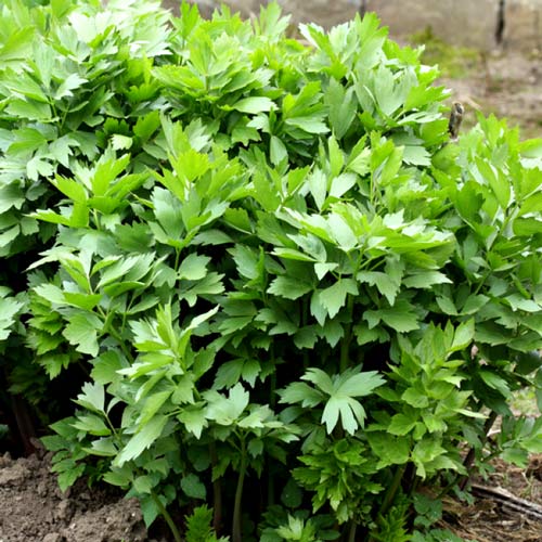 Lubczyk interface.image 1 interface.art 8912