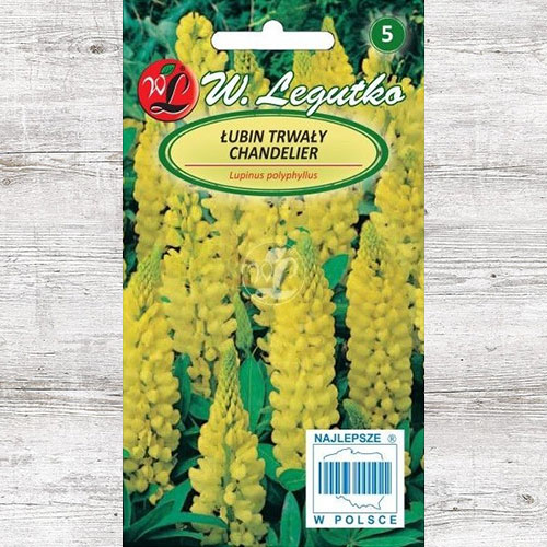 Łubin trwały Chandelier, żółty Legutko interface.image 1 interface.art 87104