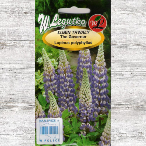 Łubin trwały The Governor, niebieski Legutko interface.image 1 interface.art 87105