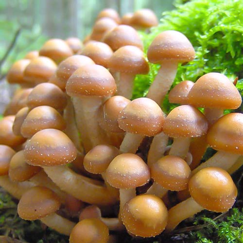 Łuskawiak Zmienny interface.image 1 interface.art 9738