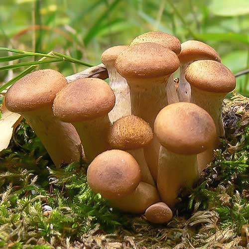 Łuskawiak Zmienny interface.image 2 interface.art 9738