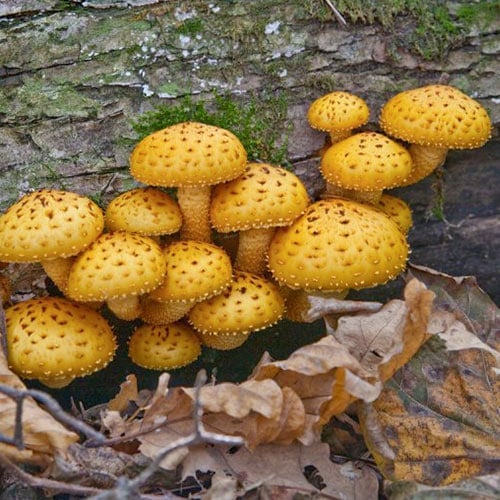 Łuskwiak Nameko interface.image 1 interface.art 96884